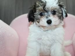 Maybe you would like to learn more about one of these? Pappy Poo Dog Female Wht Red Mkgs 3038066 Pet City Houston