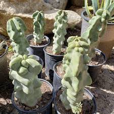 Image result for Lophocereus