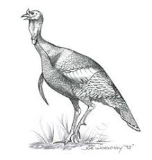 Shop by department, purchase cars, fashion apparel, collectibles, sporting goods, cameras, baby items, and everything else on ebay, the world's online marketplace 31 Woodburning Turkey Ideas Turkey Drawing Turkey Coloring Pages Wild Turkey