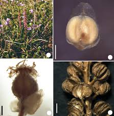 Image result for Triglochin striata