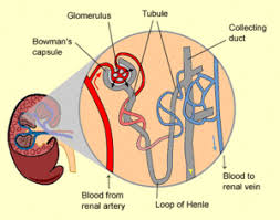 فيزيولوجيا الكلى المعرفة