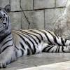 Eso sí, hay que dejar 23 comentarios en tigre blanco. 1