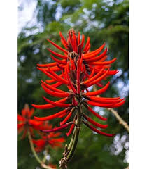 Image result for Erythrina × coddii