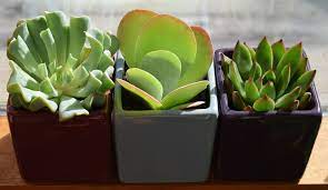 Entra y descubre cuáles son los quince que lo hacen a un ritmo muy alto. Conoce El Ciclo De Crecimiento De Suculentas Y Cactus