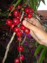 Gambar anggur hutan dan khasiatnya posted: 62 Gambar Pohon Anggur Hutan Hd Gambar Pixabay