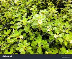 Image result for Pedalium murex