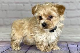 With a lot of morkie pups available for sale, the average price tends to be around $700 to $1,000. Yorkipoo Puppies For Sale Reasonable Adoption Fees
