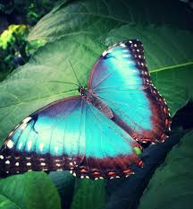 Pin On Nature At La Mariposa Manuel Antonio