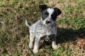 Australian shepherd puppies for sal. View Ad Australian Cattle Dog Border Collie Mix Litter Of Puppies For Sale Near Tennessee Franklin Cattle Dog Puppy Cattle Dogs Mix Australian Cattle Dog Mix
