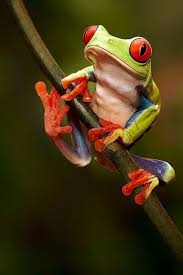 Reptiles Reptiles Fondos Fondos Reptiles En 2020 Sapos Y Ranas Reptiles Y Anfibios Anfibios