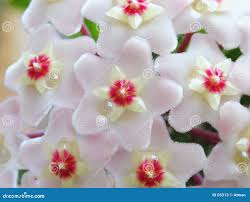 Som Nectar Stock Photos - Free & Royalty-Free Stock Photos from Dreamstime