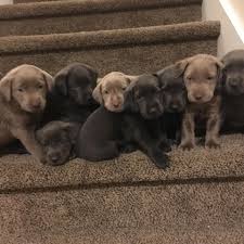 Wea creek labradors is a small family run breeding program. Labs Of Idaho Home Facebook