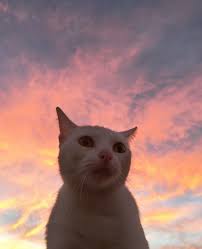 Pin By Ivailo On Kediler Ve Sarkilar Animals Beautiful Cat Aesthetic Animals