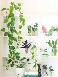 We did not find results for: The 8 Best Indoor Plants For Homes In India Goodhomes Co In