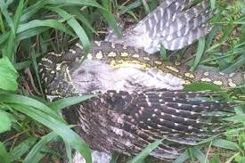 We did not find results for: Snake Eating Bird Abc News Australian Broadcasting Corporation