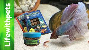Key things to remember while feeding bettas. Feeding My Betta Fish Youtube
