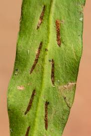 Image result for Loxogramme