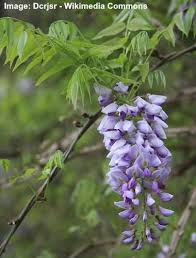 These are an increasingly popular choice for more northern gardeners who really want a wisteria vine, but are not. Types Of Wisteria Plants Trees And Vines With Flower Pictures