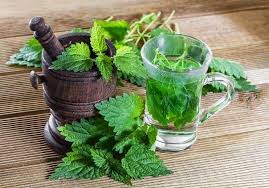 Beneficios De La Ortiga Y Como Usarla En La Cocina Prostata Inflamada Hierbas Plantas Medicinales