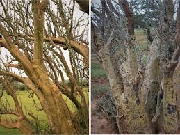 Image result for Sesamothamnus lugardii