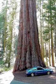 How long do olive trees. 17 Biggest Trees In The World Video Travel Trees Amazing Big Tree World Landscape