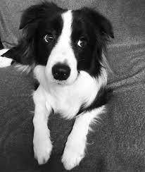 Bordercollie Collie Dog Collie Puppies Collie