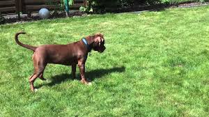 Please read our labrador retriever breed buying advice page first, or try our useful dog breed selector to find the perfect dog breed. Old English Bulldogge Labrador Boxer Mix Youtube