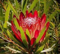 Protea Repens Summer Pink Protea Flower Trees To Plant Pretty Flowers