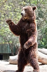 Bear Standing Google Search Brown Bear Bear Images Grizzly Bear Facts