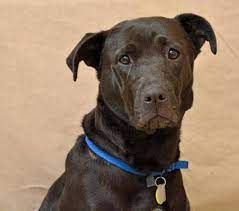 Our vision is to reunite lost companion pets, reduce the stray population, offer opportunities for unwanted animals to be adopted or rescued and provide the public with information and programs. Anna Belle Labrador Retriever Mix Animal Friends Humane Society Hamilton Ohio Vw For More Infor Labrador Retriever Labrador Retriever Mix Animals Friends