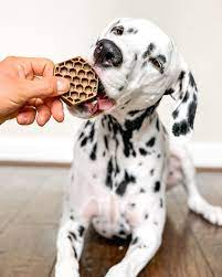 1 786 otmetok nravitsya 1 278 kommentariev jackson jackson the dalmatian v instagram summer giveaway giveaw in 2020 cute animals corgi dalmatian dalmatian