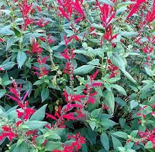 Pineapple Sage