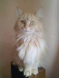 The coat is soft and silky, although texture may vary with coat color. Maine Coon Ginger Ekkifant Agency For Animals