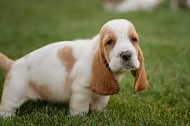 Image result for basset hound