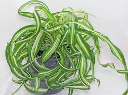 Image result for Chlorophytum nubicum