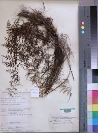 Image result for Asplenium uhligii