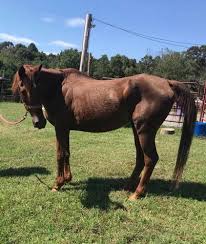 Horse rescue hurt by drop in donations
