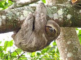 Smiling Sloth Hanging From A Tree Sloth Photos Three Toed Sloth Sloth