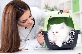 Lymphoma can affect any part of the body, but is most commonly found in the gastrointestinal tract. Blood Test For Diagnosing Cancer In Pets At Avondale Animal Hospital