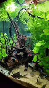 Pin On Aquarium Terrarium
