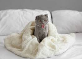 Aggression is the second most common feline behavior problem seen by animal behaviorists. Why Does My Cat Bite My Blanket And Knead It Pics Feline Follower