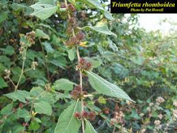 Image result for Triumfetta digitata