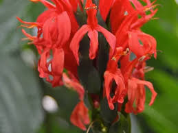 Image result for Pachystachys