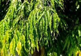 Image result for Monoon longifolium