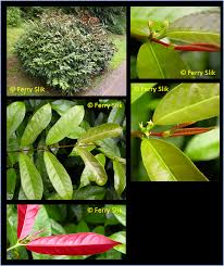 Image result for Excoecaria