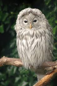 Avril Kurr On Imgfave Beautiful Owl Incensewoman Cok Sirin Hayvanlar Hayvanlar Hayvan