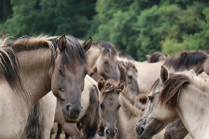 BRH-Fahrt zu den Wildpferden am 22. August 2023 | Dein Beckum - Das  digitale Stadtportal für Beckum, Neubeckum, Roland und Vellern.