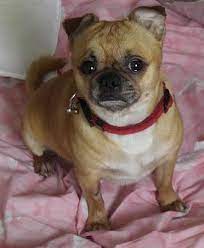 How much should you feed this designer mix? Chug Chihuahua Pug Mix Dogable