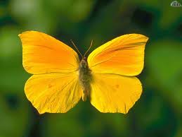 Yellow aesthetic wallpapers for free download. Yellow Butterfly Wallpapers Top Free Yellow Butterfly Backgrounds Wallpaperaccess