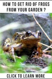 Check spelling or type a new query. How To Get Rid Of Frogs From Your Garden Frog How To Get Rid Frog And Toad